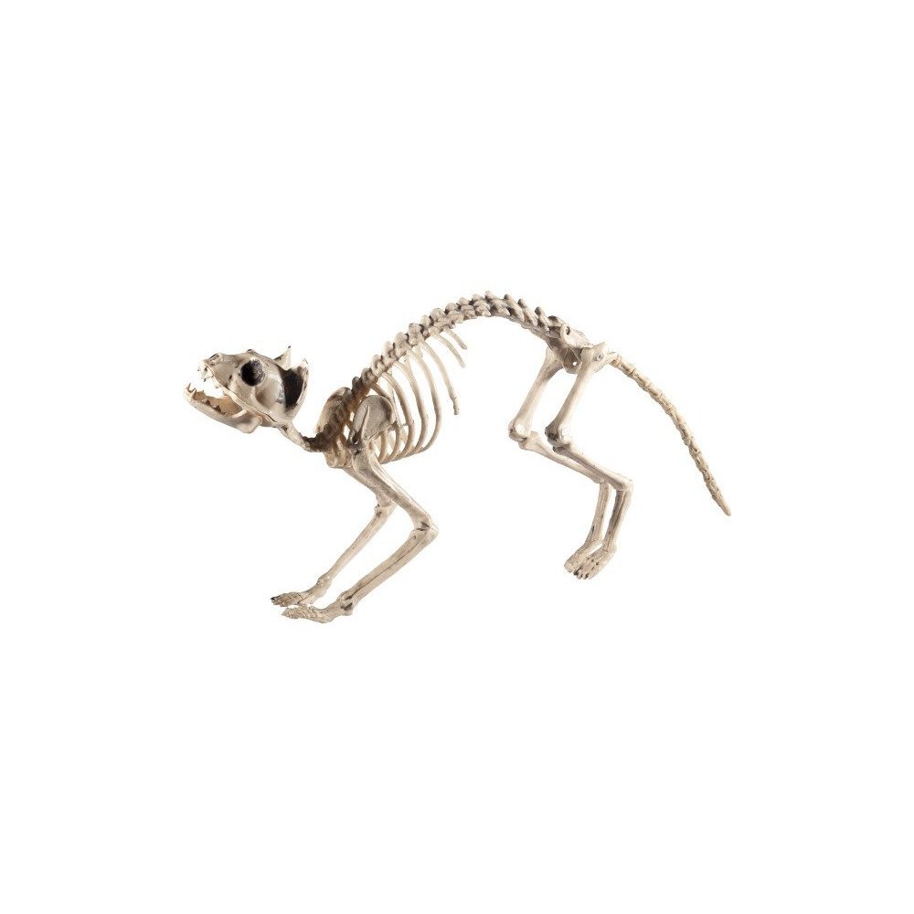 Cat Skeleton Prop